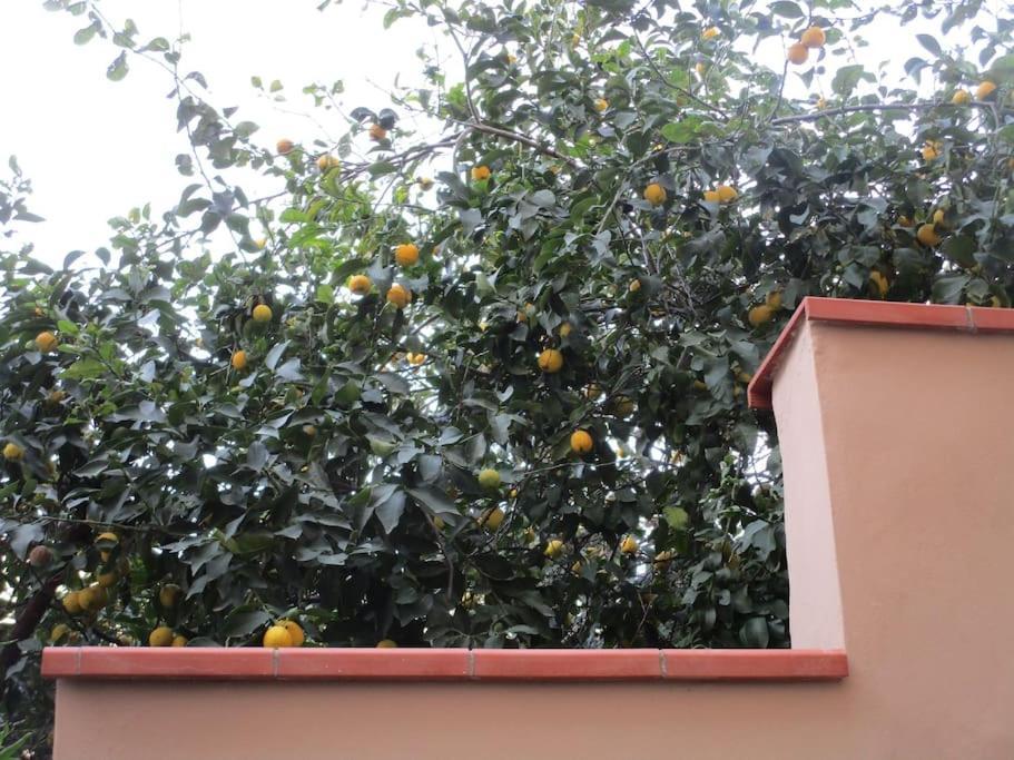 Il Piccolo Eden - Private Garden Apartment Livorno Exterior photo